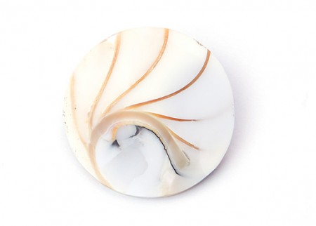 Nautilus White